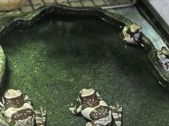 -酷以爬仙阁实体爬宠店·守宫·蜥蜴·专业繁育