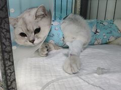 -达爱动物医院·犬猫分区·CT·复杂眼科(远洋山水分院)