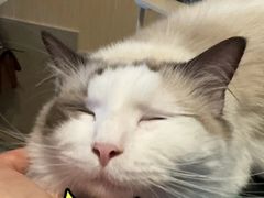 -猫小院猫主题餐厅(南锣旗舰店)