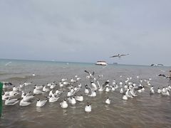-青海湖国家重点风景名胜区