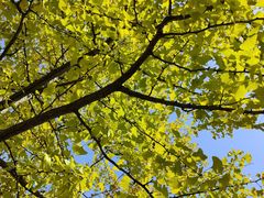 -武汉紫薇都市田园