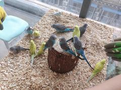 -怪兽屋·羊驼·猫咖·狗咖(俊华广场店)