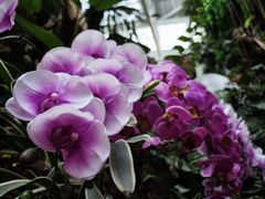 -正佳雨林生态植物园