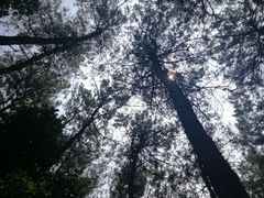 -铁山坪森林公园