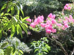 -庐山风景区花径公园