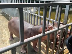 -东莞香市动物园
