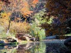 -上海共青森林公园