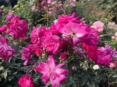 -人民公园(罗湖区)