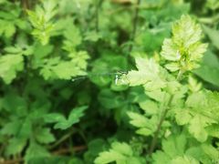 -桤木河湿地公园