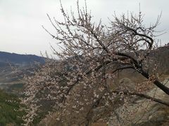 -北京鹫峰国家森林公园