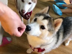 -Husky Go! 哈士奇体验馆·宠物咖啡厅狗咖