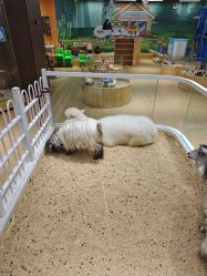 点击看大图 -小象动物公园