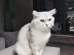 -浣熊柯尔鸭土拨鼠·电玩咖