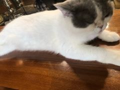 -more than meow吴止猫主题餐厅(承德 中船汇店)