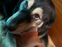 -抱暴龙爬宠·异宠·撸宠撸爬主题馆(大学路店)