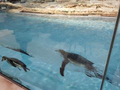 -帝企鹅自助餐厅•儿童岛•真企鹅(长隆企鹅酒店)