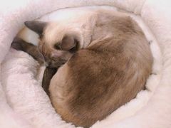 -滚猫咖啡·猫咖·猫友好撸猫(未来城店)