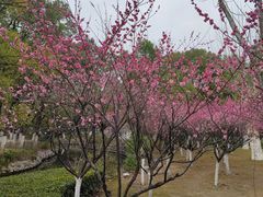 -沙市市中山公园