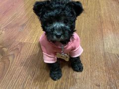 -艾贝尔宠物诊疗