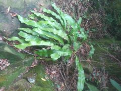 android_upload_pic-紫云谷景区