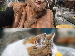 -喵屿·大理花园猫咖