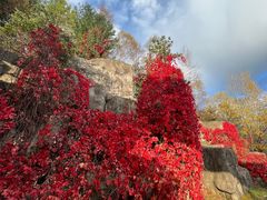 -五营红松林海景区