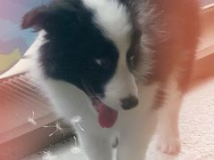-芭比堂动物医院·犬猫全科·异宠专科(雁塔分院)