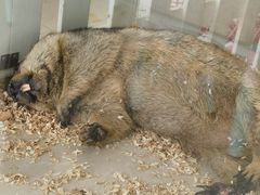 -怪兽屋·羊驼·猫咖·狗咖(俊华广场店)