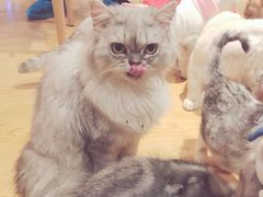 -万小咖.猫咖(中山路天虹店)