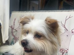 -博特宠物医院24h犬猫全科.骨科·异宠