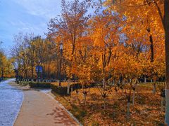 -大兴滨河森林公园