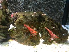 -暹罗海洋世界