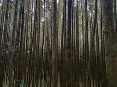 -山王坪喀斯特国家生态公园