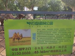 -长白岛森林公园