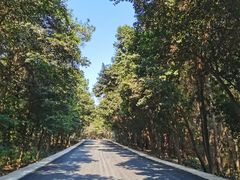 -铁山坪森林公园