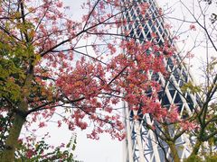 -广州塔