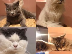 -猫儿山۰猫主题餐厅