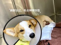 -艾贝尔宠物医院 ·内科全科(梁溪路店)