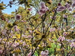 -昆山城市生态森林公园