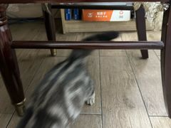 -宠颐生宠物医院外科·内科·皮肤科·影像科(石龙店)