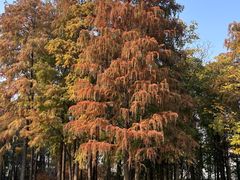 -上海共青森林公园