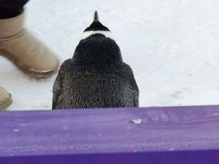 -沈阳奥体冰雪嘉年华
