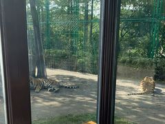 -上海野生动物园老虎餐厅