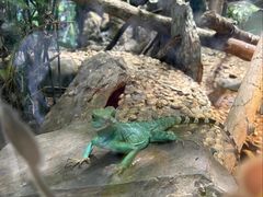 -上海大自然野生昆虫馆(东方明珠·爬宠昆虫探索中心)