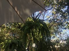 -Fern Forest Cafe