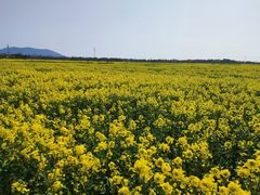 -西京湾花海
