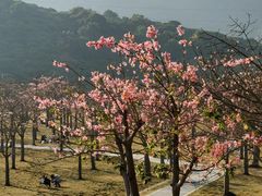 -风云岭森林公园