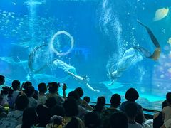 -海合安成都极地海洋公园