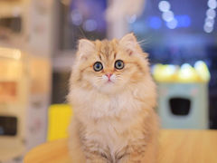-柚子猫舍·精品猫舍购猫·猫咪认养·购宠·宠物店