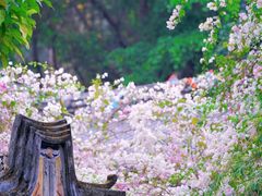 -深圳国际园林花卉博览园
